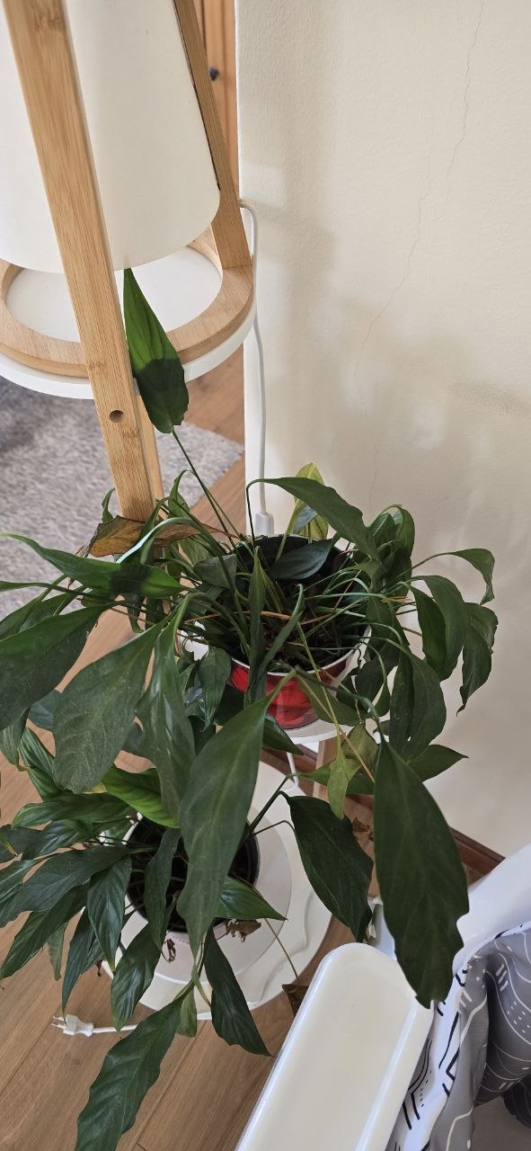 Peace lily
