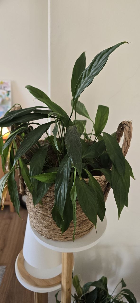 Snake plant