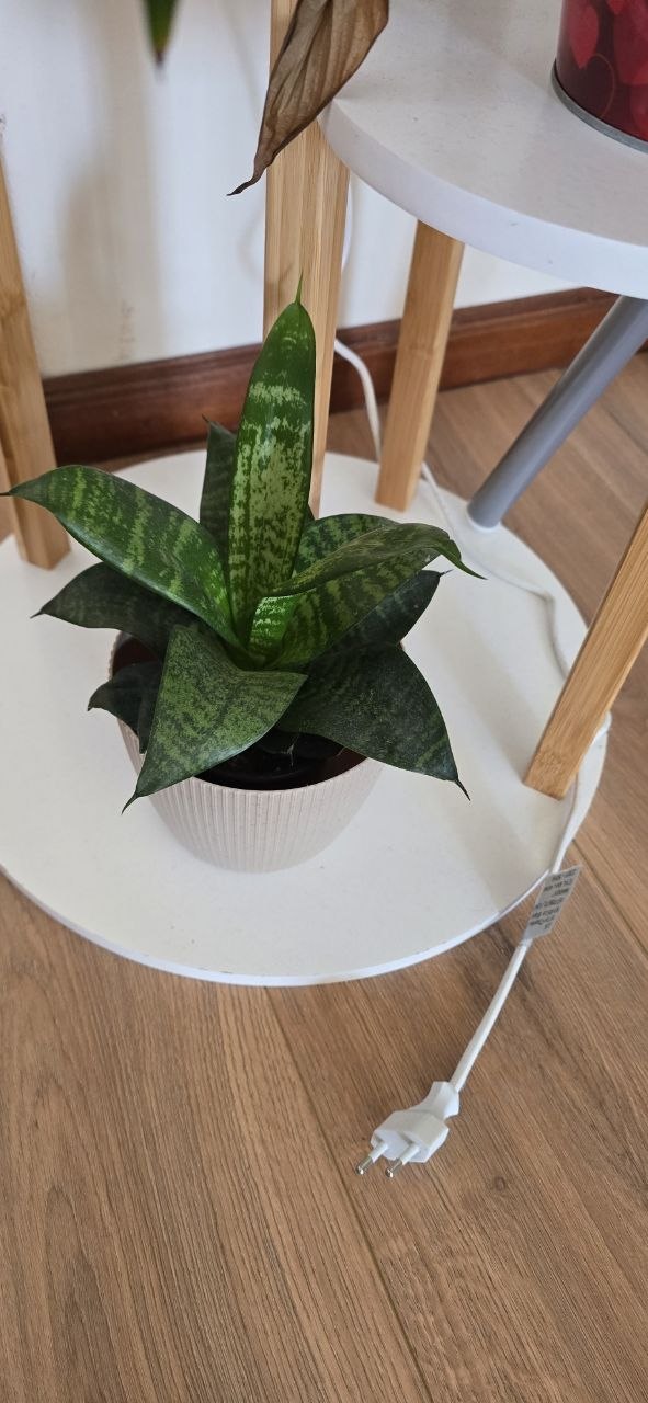 Snake plant