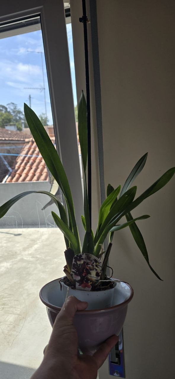 Cymbidium orchid