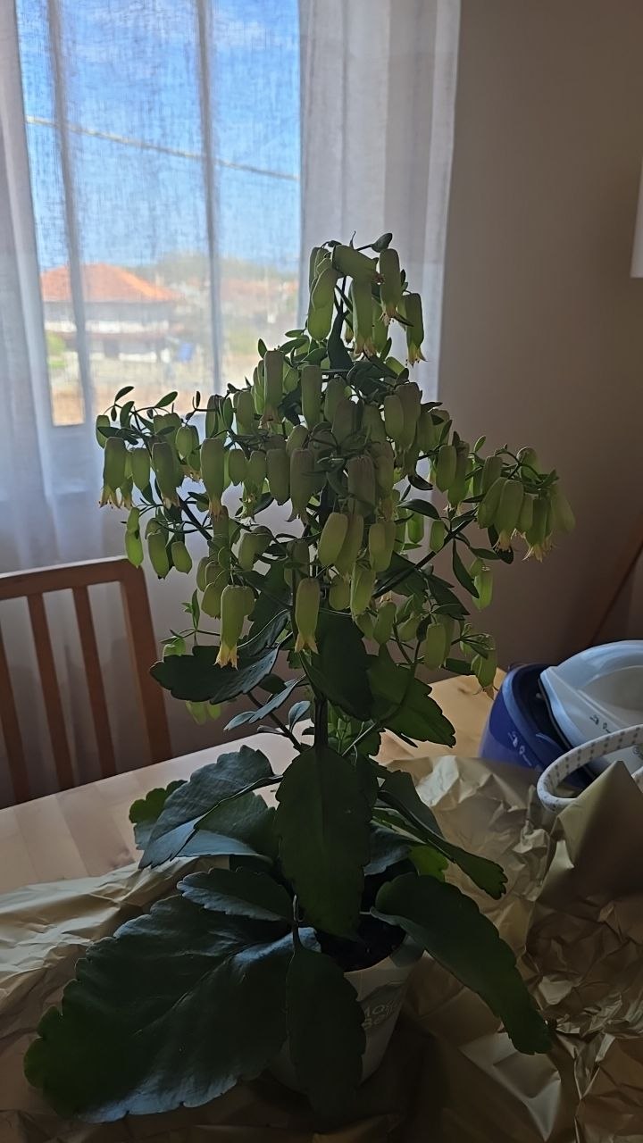 Kalanchoe Magic Bell