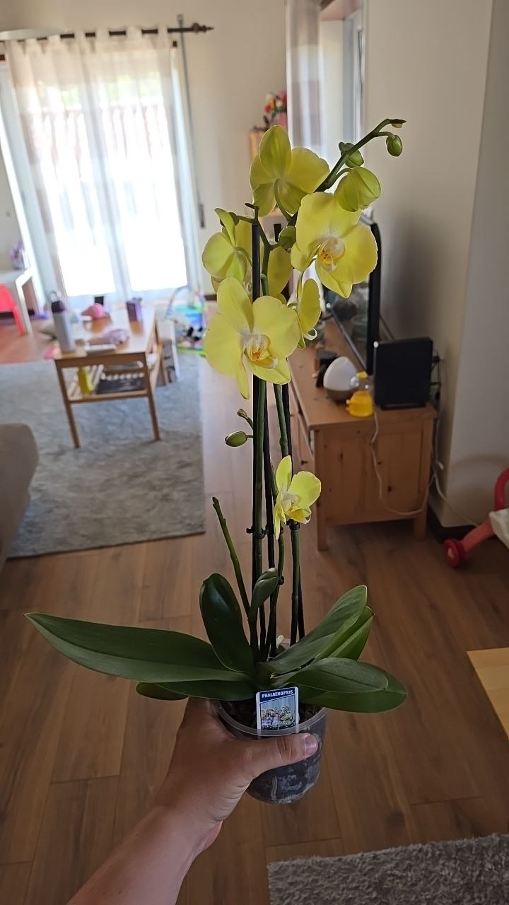 Phalaenopsis orchid with pale flowers